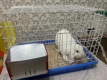 Хомяки: Клетка для кролика +Продается декоративный кролик минилоп.2 — 2