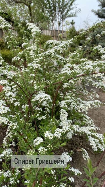 вьющиеся розы бишкек: Декоративные кустарники для сада! - спирея японская - спирея -спирея — 8