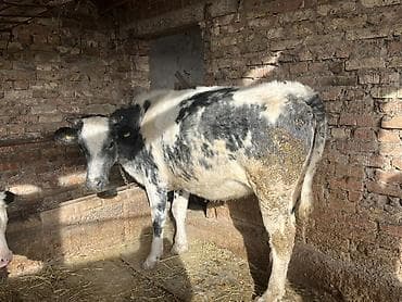 бычки тёлки: Продаю | Тёлка | Голштин, Бельгийская | На забой, Для разведения, Для молока | Привязанные — 1