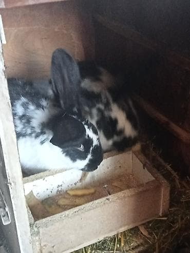 перепелиные клетки: Продаю | Крольчата | Для разведения — 4