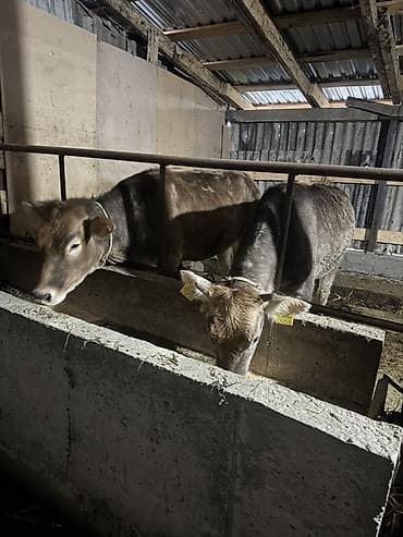 сазан живой: Продаю | Тёлка | Полукровка | На откорм | Привязанные — 1