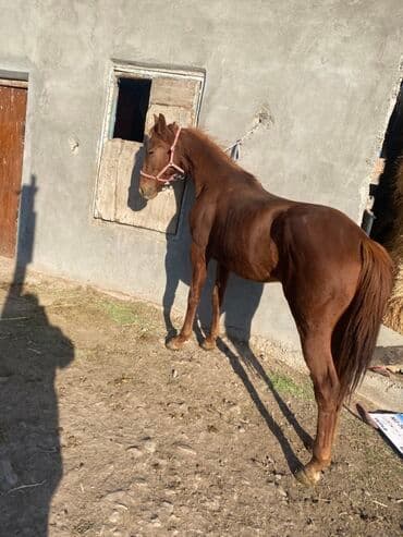 корм для домашних животных: Продаю | Кобыла (самка) | Рабочий — 3