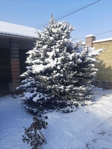 фикус али: Ёлки голубые 7штот 3мтр,до 5мтр — 2
