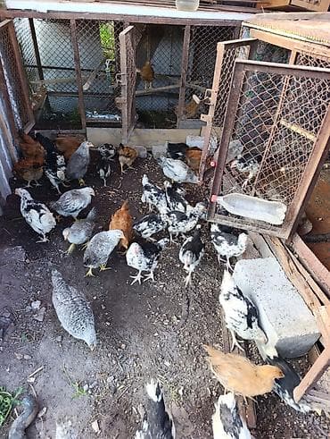 индоутка цыплята: Продаю | Цыплята — 1