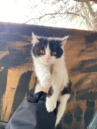 британская кошка купить: 4 месяца, Мальчик, Метис, Приучена к лотку, Проглистована — 5