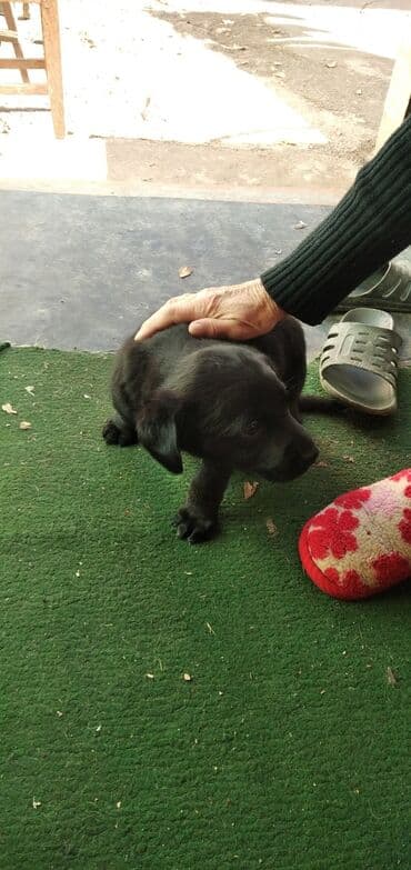 Вязка собак: 1 месяц, Самка — 4