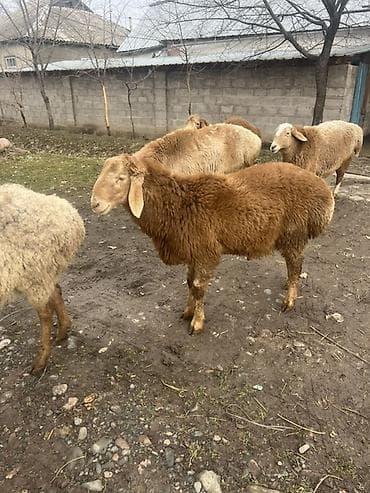 чешская коза: Продаю | Баран (самец) | Арашан | Для разведения — 2