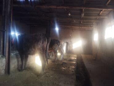 продам бу оборудование для птицефабрики: Продаю | Корова (самка), Бык (самец), Тёлка — 3