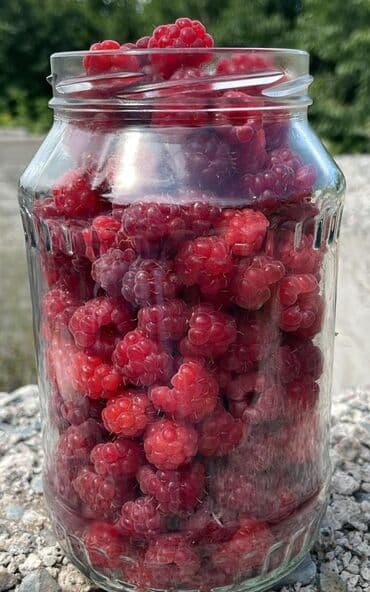 купить семена люцерны в бишкеке: Саженцы малины сорт местный — 3