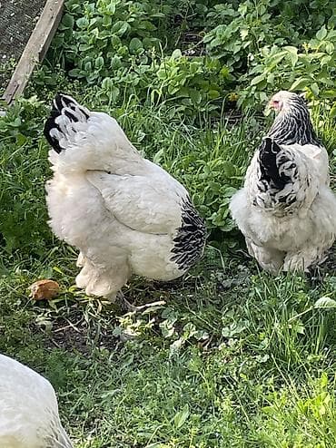 canada goose: Продаю | Куры | Брама | Для разведения — 4