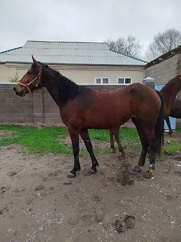 тёлки швиц: Продаю | Кобыла (самка) | Рабочий — 1