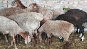 продажа кормов для сельскохозяйственных животных: Козулар сатылат 14 баш 13500с оптом !!! Звонить суда !!! — 1