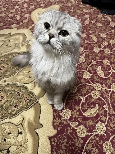 продаются кошки: Шотландская вислоухая кошка (Scottish Fold) - Окрас: серебристый — 1