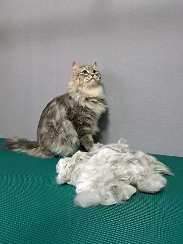 где можно подстричь кота: Экспресс линька для кошек. Груминг кошек. Стрижка кошек. Вычес шерсти — 5