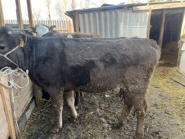 сухое молоко для животных: Продаю | Тёлка | На откорм — 4