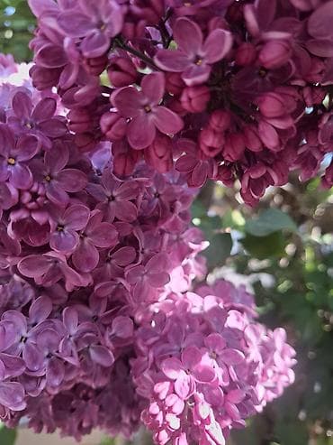 Сирень кустовая, насыщенно-фиолетовые соцветия - Сортовая сирень с