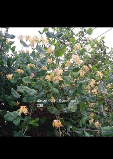 березы саженцы: Предлагается саженец кустарника с развитой корневой системой, готовый — 7