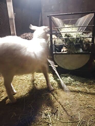 племенные коровы молочные купить: Продаю | Коза (самка) | Для разведения — 4