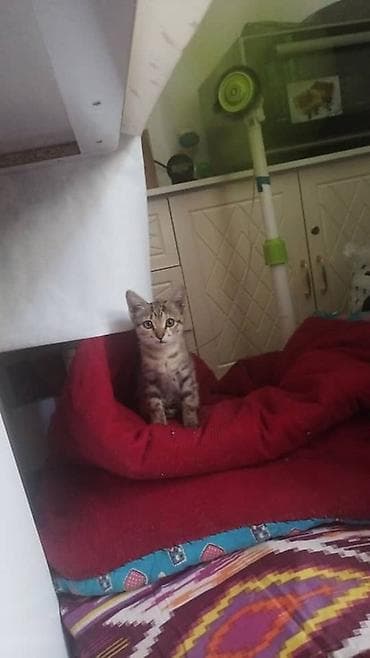 Животные: Отдаем котенка в добрые руки. Девочка умная, спокойная.Чаткальский — 1