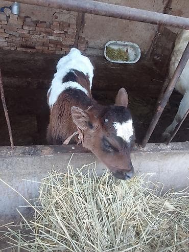 Продаю | Музоо, торпок | На откорм | Искусственник