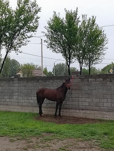 обмен на хаски: Продаю | Конь (самец) | Конный спорт — 2