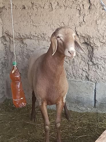 кошка свинкс: Продаю | Баран (самец) | Арашан | Для разведения | Племенные — 7