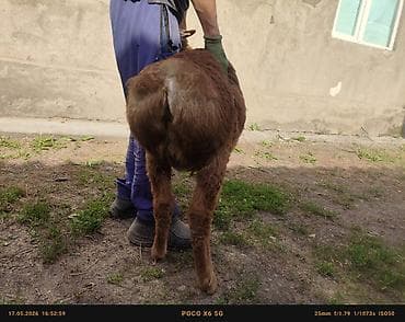 декоративная рыба: Продаю | Баран (самец) | Арашан | На забой, Для разведения, Для шерсти — 6