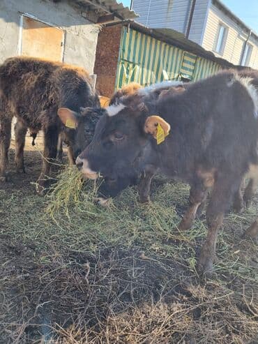 пол для коров: Продаю | Музоо, торпок | Полукровка | На откорм — 3
