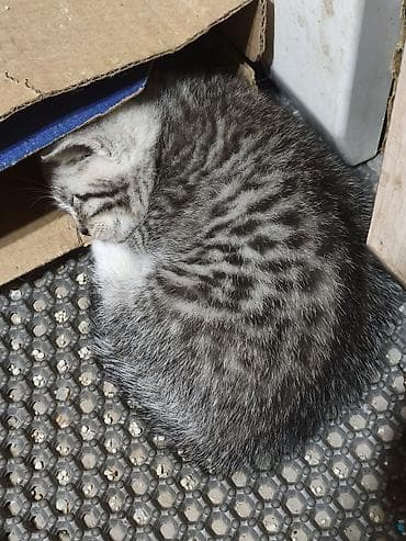 котята персидские: Котята, помёт из 4 малышей. Родились 27 апреля - 2 девочки,и 2 — 5