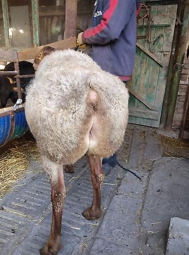 ягняты: Продаю | Овца (самка) | Для разведения | Матка — 7