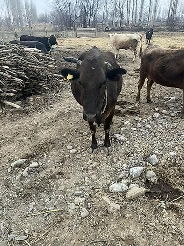 каракол животных: Продаю | Корова (самка) | Для молока — 1