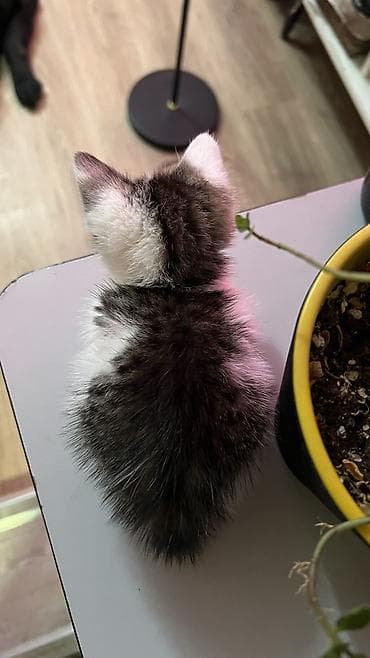 Кошки: Кошка даром: Беспородная, 1 месяц, Мальчик, Приучена к лотку — 4