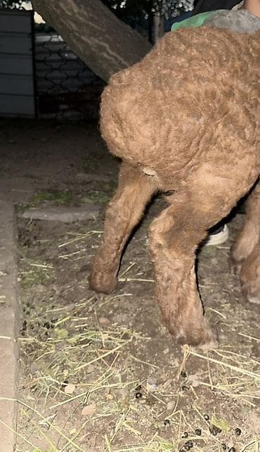 кой сойгуч: Продаю | Овца (самка), Ягненок, Баран (самец) | Арашан | Для разведения — 9