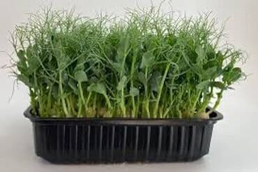 триммер для сада: Зелень и микрозелень, Микрозелень — 2