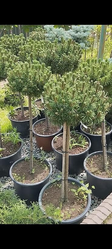 стройител: Дизайн | Дома — 6