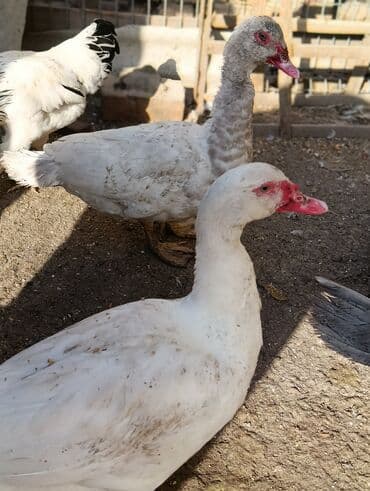 куры доминанты: Мускусные утки (индоутки), разные окрасы.Тяжёлая линия.Селезни 5 шт - — 2