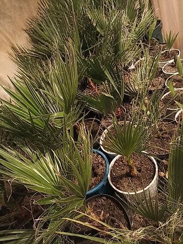 мебель чолпон ата: Пальма Вашингтон — 2