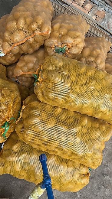 актриса картошка: Картошка — 2