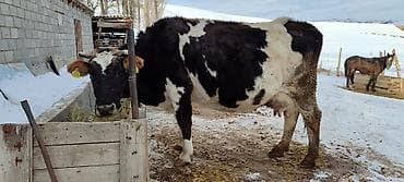 жер уй бишкек сатылат: Сатам | Уй (ургаачы) | Алатоолук | Сүт алуу үчүн | Бооз — 1