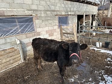 Продаю | Тёлка | На откорм