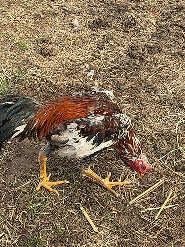 уургачы тай: Продаю | Петух | Бойцовая | Для разведения — 4