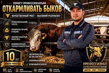 Животные: Продаю | Бык (самец) | На откорм — 1