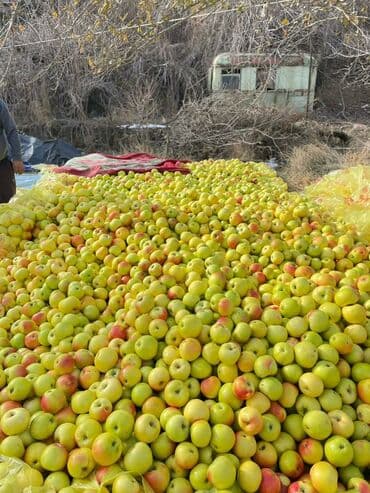 малина таруса: Яблоки Оптом — 2