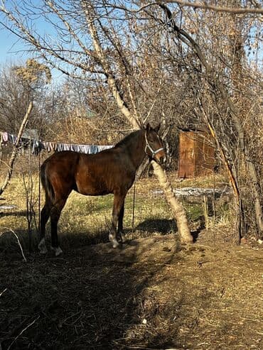 племенные коровы молочные купить: Продаю | Жеребенок — 4