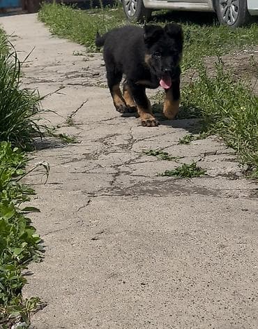 овчарка ош: Немецкая овчарка, 2 месяца, Самец, С прививкой, С родословной — 3