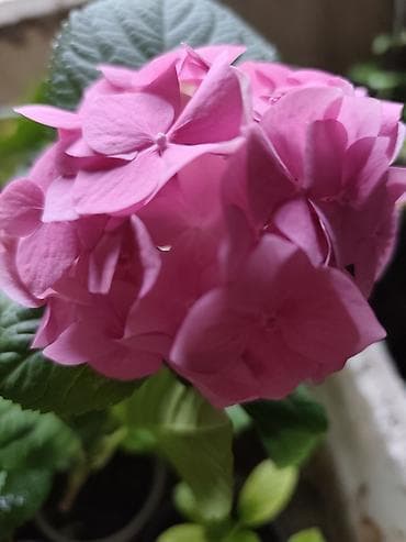 коня: Саженцы — 3