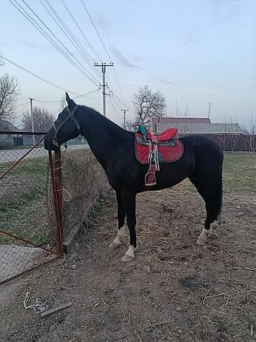 щпиц собака: Продаю | Жеребенок | Рабочий — 5