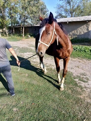 кой кыркыч: Продаю | Конь (самец) — 6