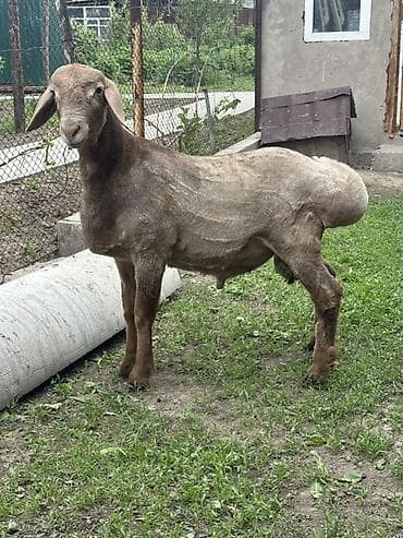 дакан шамо: Продаю | Баран (самец) | Эдильбаевская | Для разведения — 5