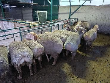 Корма для с/х животных: Продаю | Баран (самец) | Для разведения | Матка — 1